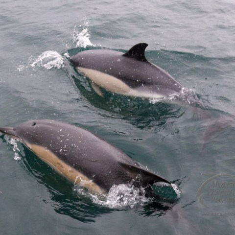 common dolphins