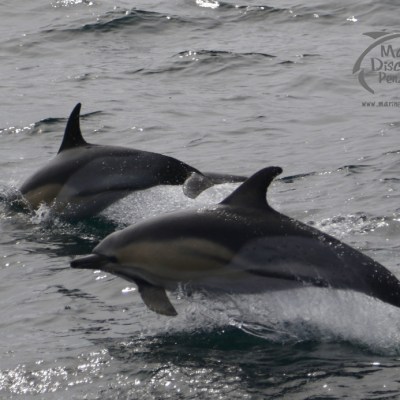 common dolphins