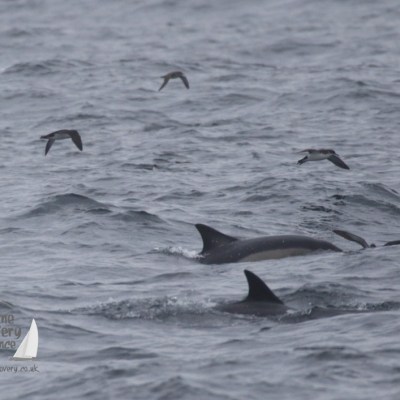 common dolphins