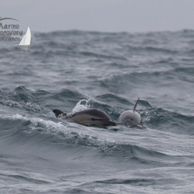 common dolphins