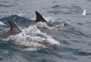 common dolphins