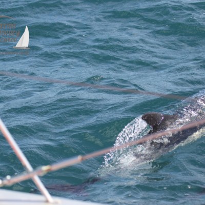 common dolphins