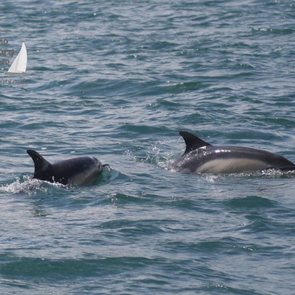 common dolphins