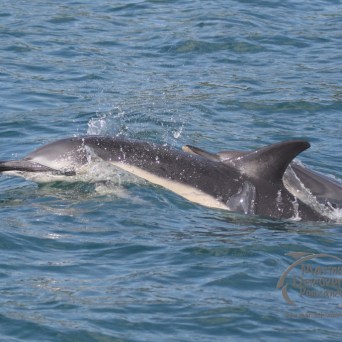 common dolphins