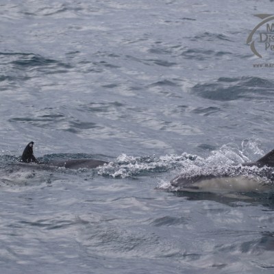 common dolphins