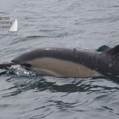 common dolphins