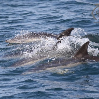 common dolphins