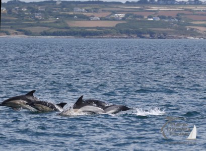 common dolphins