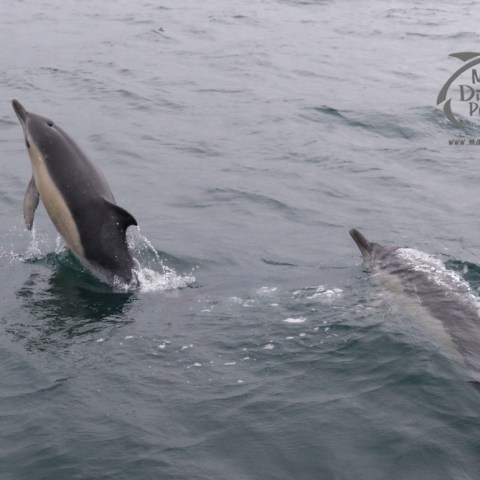 common dolphins