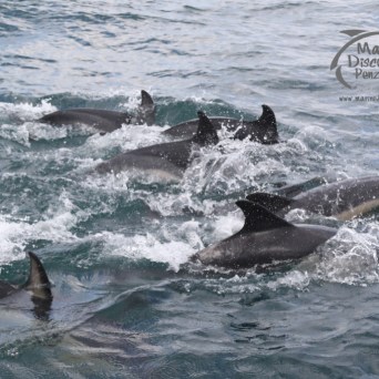 common dolphins