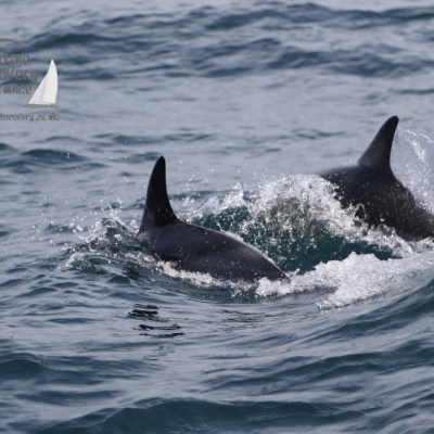 common dolphins