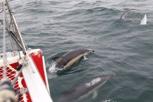common dolphins