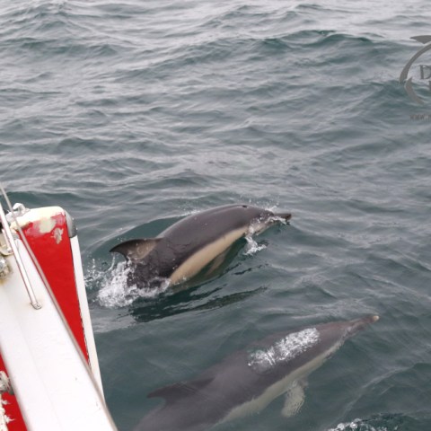 common dolphins