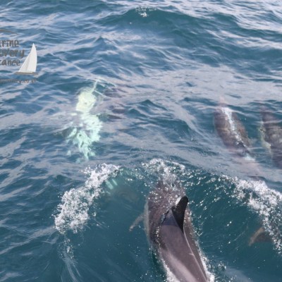 common dolphins