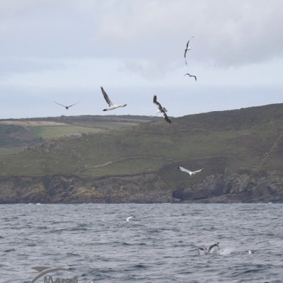 diving gannets
