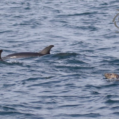 dolphins and seal