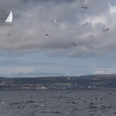 feeding gannets