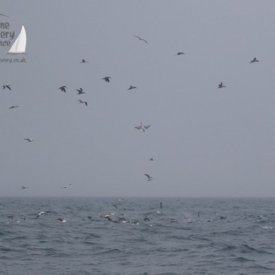 feeding gannets