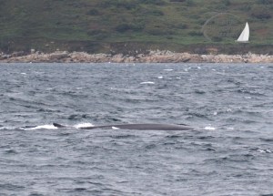 a whale jumping out of the water