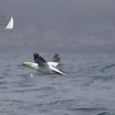 gannet