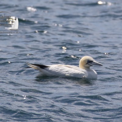 gannet