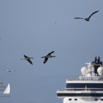 gannets and ship