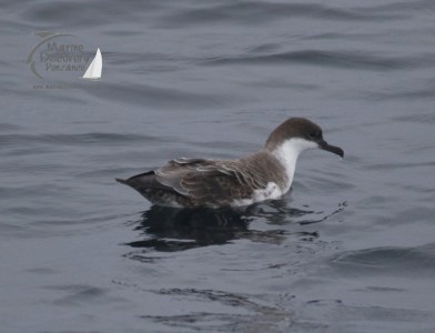 great shearwater