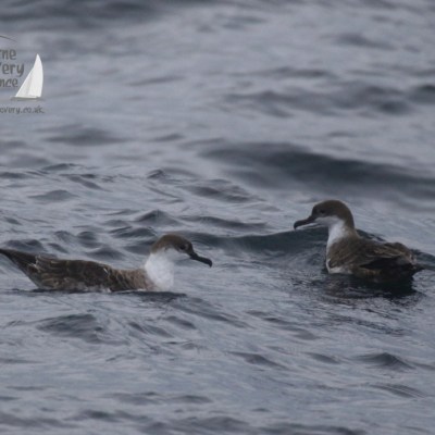 great shearwaters