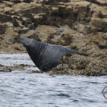 grey seal