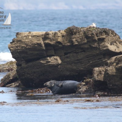 grey seal