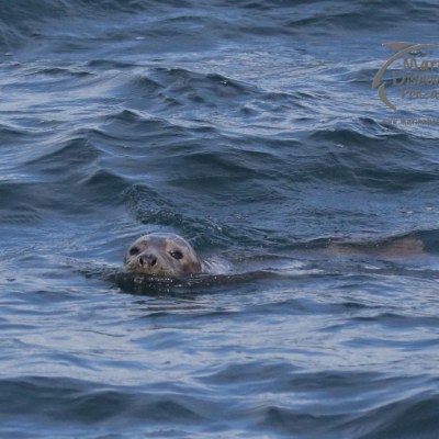 grey seal
