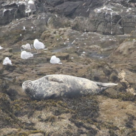 grey seal