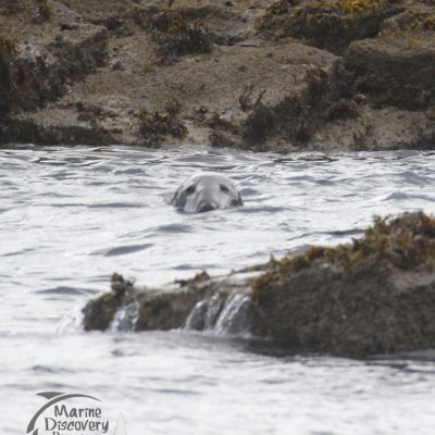 grey seal