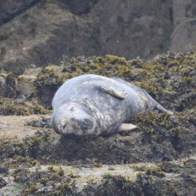 grey seal