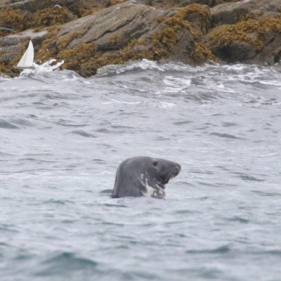 grey seal