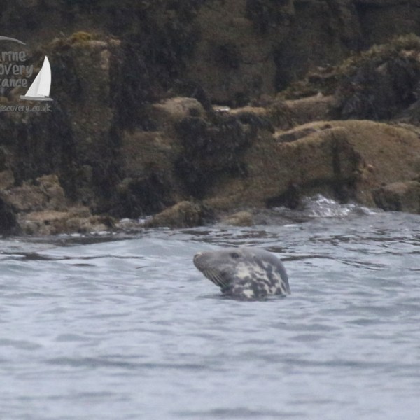 grey seal