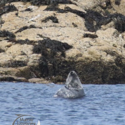 grey seal