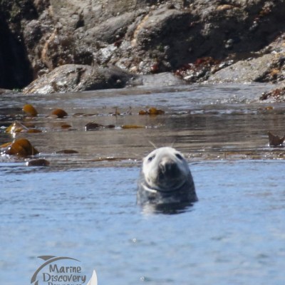 grey seal