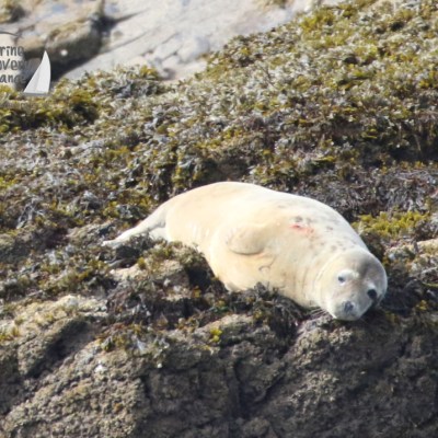 grey seal