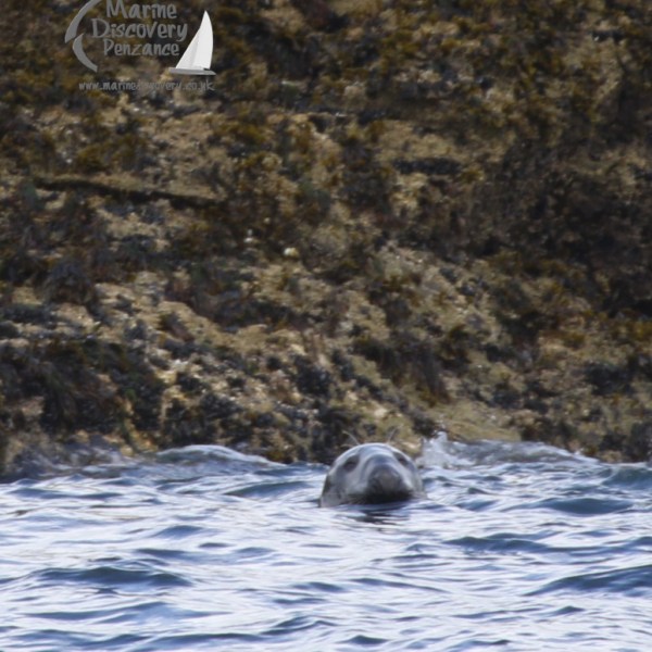 grey seal