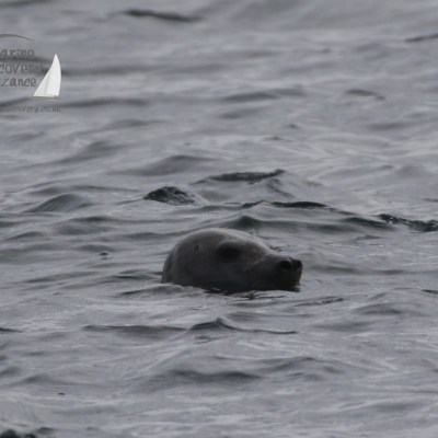 grey seal