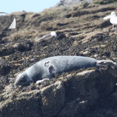 grey seal