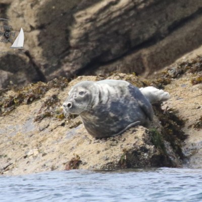 grey seal
