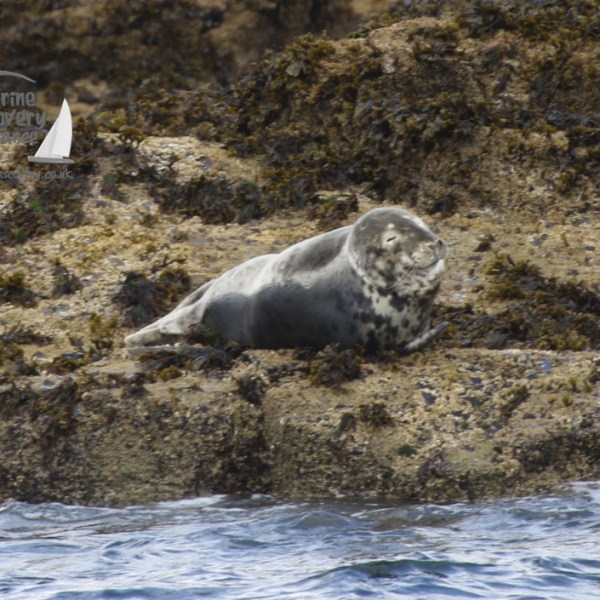 grey seal