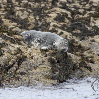 grey seal
