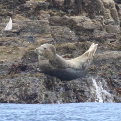 grey seal