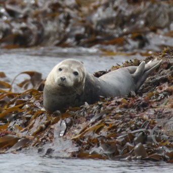 grey seal