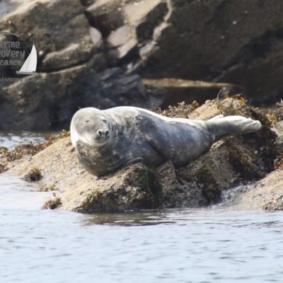grey seal