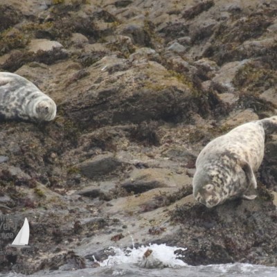 grey seals
