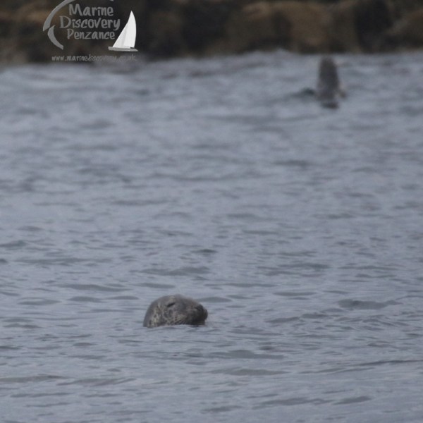 grey seals